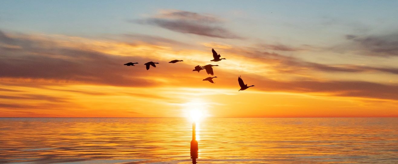 Geese flying over water at sunrise - letterbox.jpg